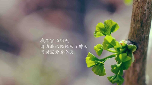 寫給╰黑加白竟織出黑色╮的情話