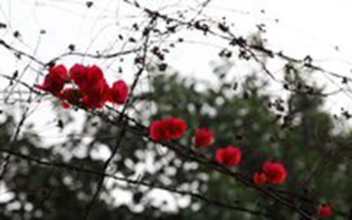 王者五對(duì)情侶的情話